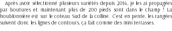 Après avoir sélectionné plusieurs variétés depuis 2016, je les ai propagées par boutures et maintenant plus de 200 pieds sont dans le champ ! La houblonnière est sur le coteau Sud de la colline. C’est en pente, les rangées suivent donc les lignes de contours, ça fait comme des mini terrasses.